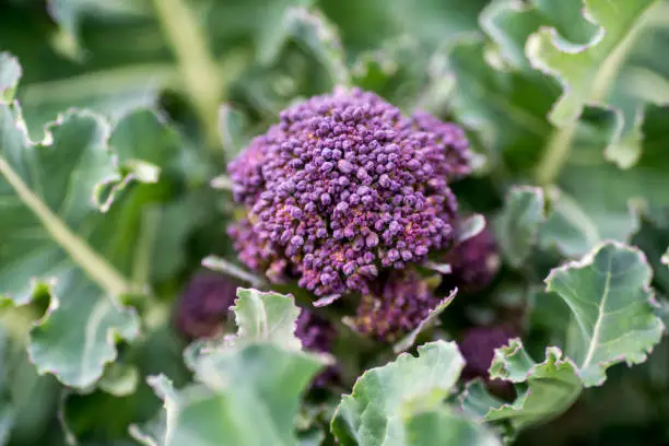 Photo of Purple sprouting broccoli floret