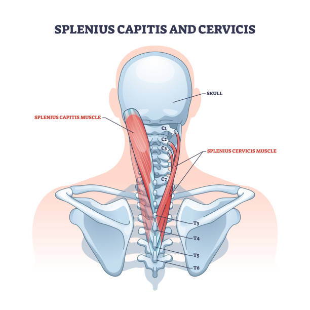 illustrations, cliparts, dessins animés et icônes de splenius capitis et localisation musculaire cervicis dans le schéma de contour du cou humain - cervicis