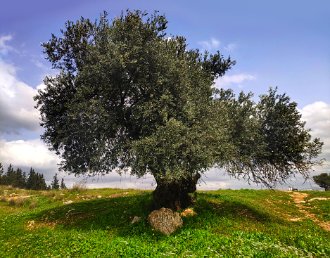 Olive trees in Sacedon. Guadalajara. Castilla la Mancha.