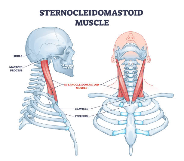 인간 목 근육 시스템 개요 다이어그램으로 스테노클레이돔아스토이드 근육 - sternum stock illustrations