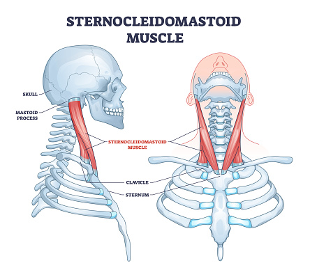 Sternocleidomastoid muscle as human neck muscular system outline diagram