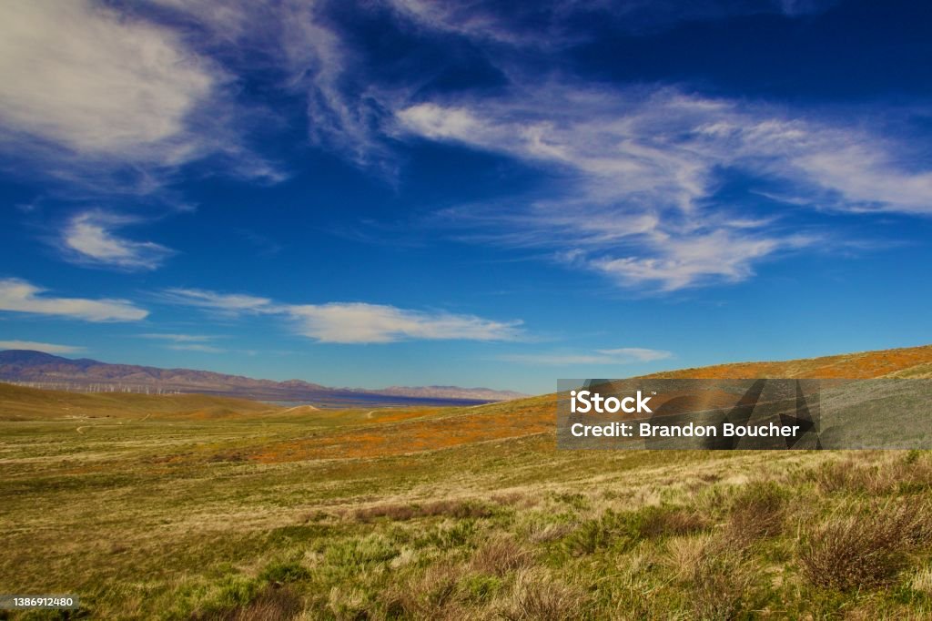 National park with blooming poppy flowers Blooming Poppy flowers with clouds and mountain backgrounds Antelope Valley Stock Photo