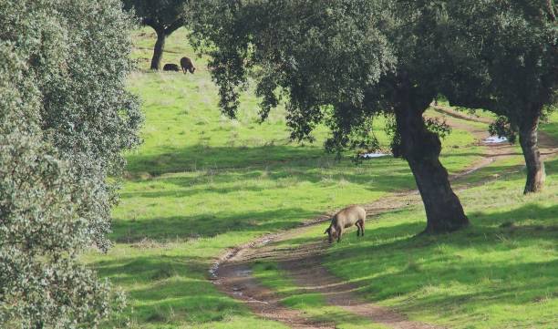 iberisches schwein in der dehesa von extremadura auf der suche nach eicheln aus den steineichen. - quercus ilex stock-fotos und bilder