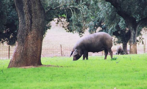 iberisches schwein in der dehesa von extremadura auf der suche nach eicheln aus den steineichen. - quercus ilex stock-fotos und bilder