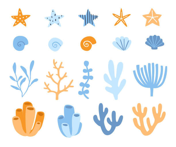 ilustrações de stock, clip art, desenhos animados e ícones de collection of sea plants. nautical set of seaweed, shell and starfishes. underwater vector decorative elements bundle. - underwater abstract coral seaweed