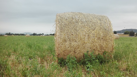 Roll of  Straw bale on the field after harvest