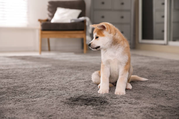 adorable cachorro akita inu cerca del charco en la alfombra de casa - orina fotografías e imágenes de stock