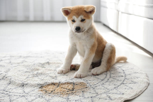 adorable cachorro akita inu cerca del charco en la alfombra en casa - orinar fotografías e imágenes de stock