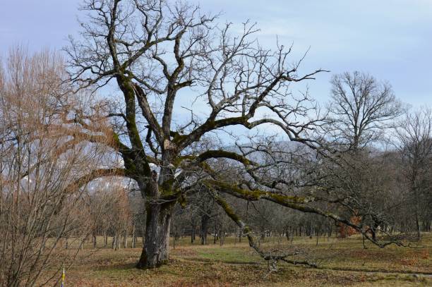 istock a large tree with a broad canopy in winter without leaves 1386919787