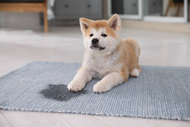 Adorable akita inu puppy near puddle on rug at home Adorable akita inu puppy near puddle on rug at home urine stock pictures, royalty-free photos & images