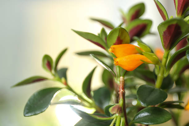 Beautiful Goldfish plant on blurred background, closeup
