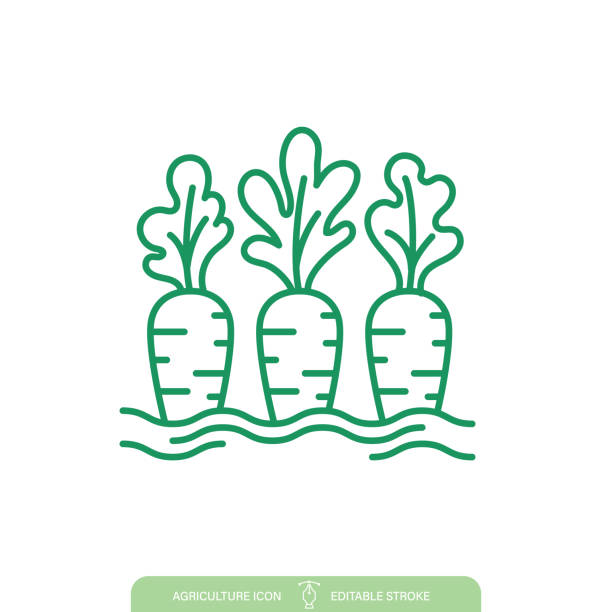 Simple Carrot Agriculture Line icon On A Transparent Background Simple Carrot Farming & Agriculture icon on a transparent base. The icon can be placed on any color background. The lines are editable. Contains vector eps file and high-resolution jpg, carrot stock illustrations