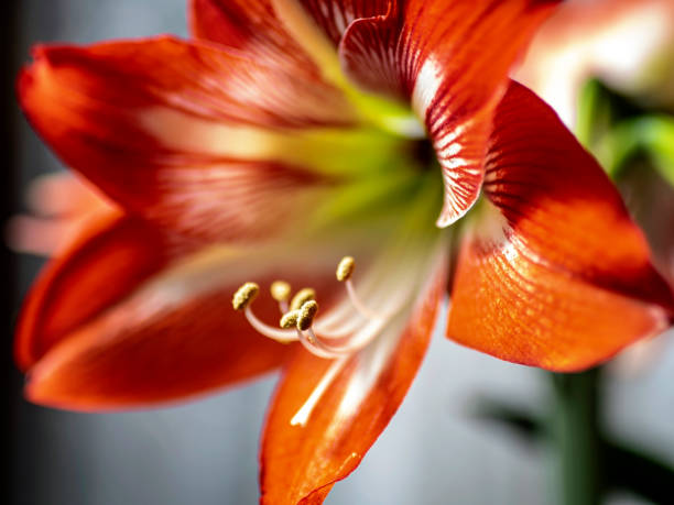 istock large red Amaryllis flowers bloom on the windowsill 1386925727