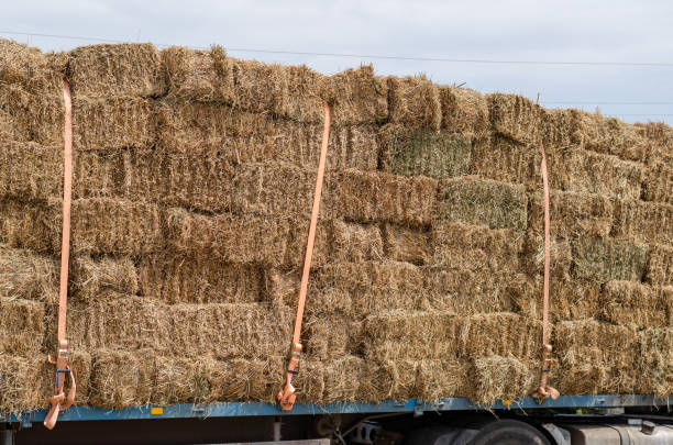 istock Rectangular bales of dry straw secured with rigging straps. Cargo transportation of agricultural products by road. Daytime. Outside the premises. Selective focus. 1386926066