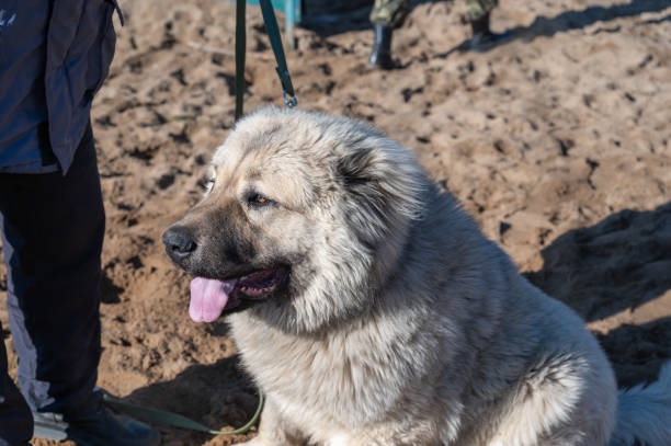 un grand chien de couleur claire assis à l’extérieur. race de chien mâle berger caucasien. mâle mature debout à côté de l’animal de compagnie - sheepdog photos et images de collection