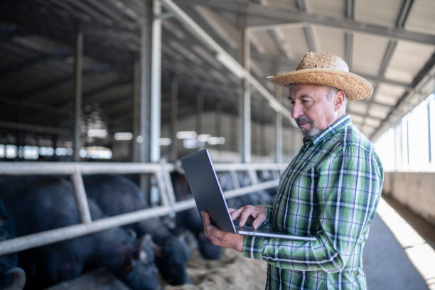 istock Senior farmer in a barn with cattles using laptop. 1386927399