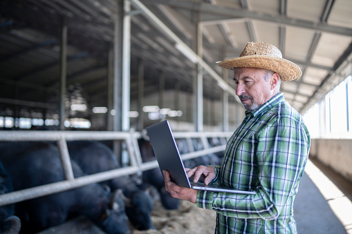 Senior farmer using technology for work in his buffalo farm.