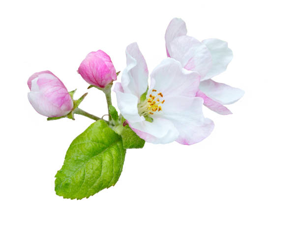 istock Branch of a blossoming apple tree 1386927460