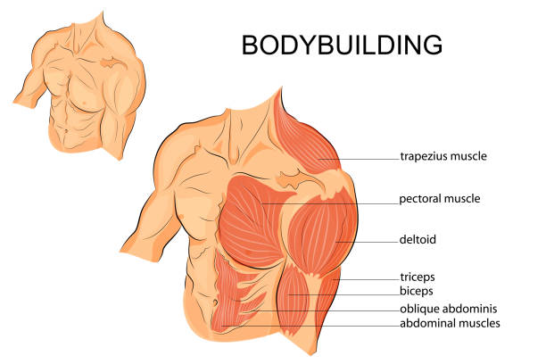 мужское тело руки плечи грудь и пресс - men body building human muscle muscular build stock illustrations