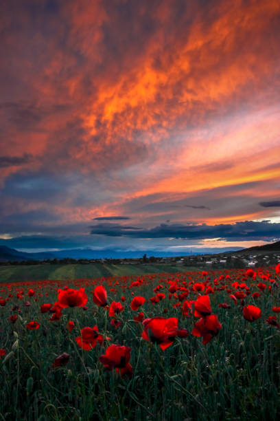 istock red poppy field 1386930274
