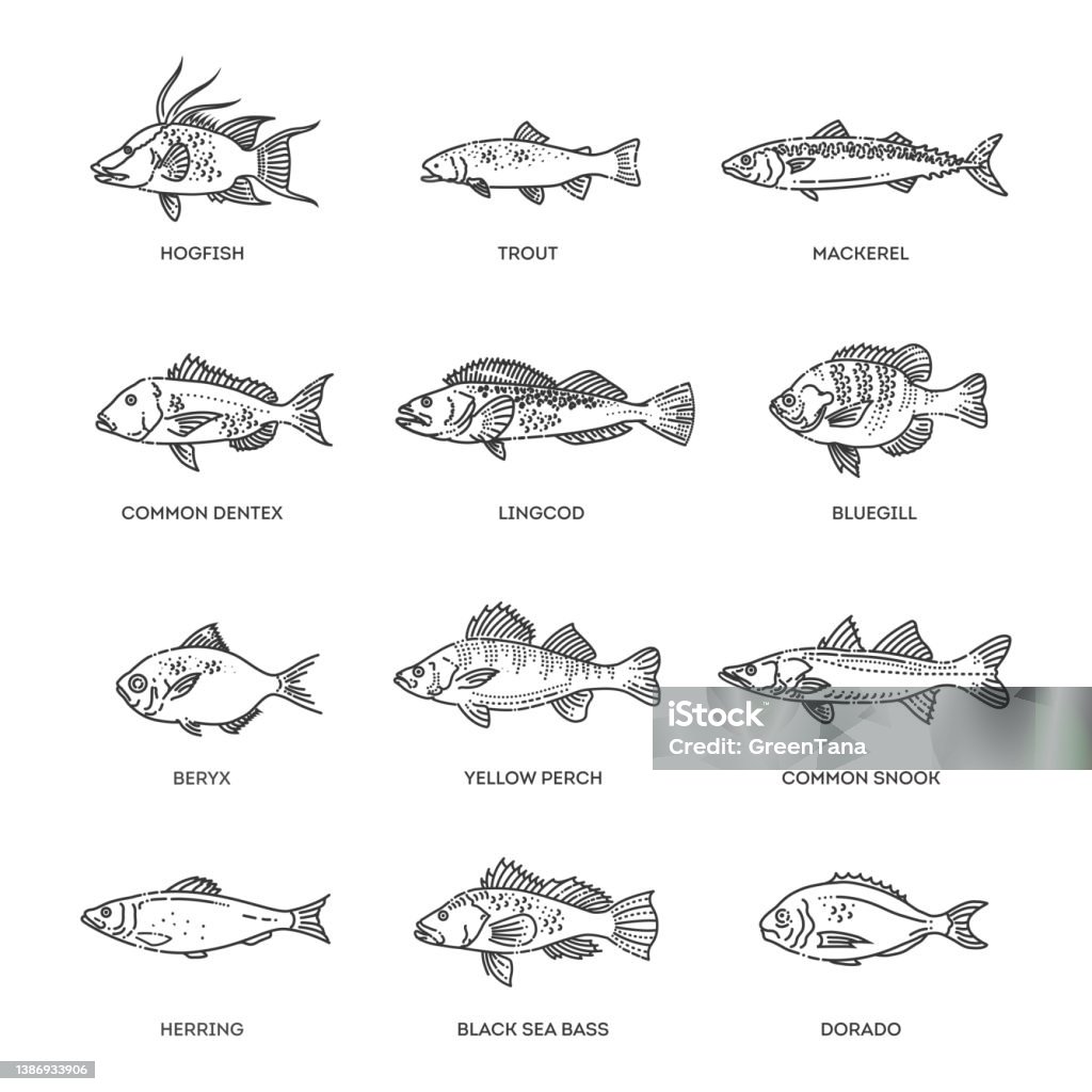 Shape Types Fish Vector Set Of Fish Types Marine Ocean Fish And Freshwater Fish Stock ...