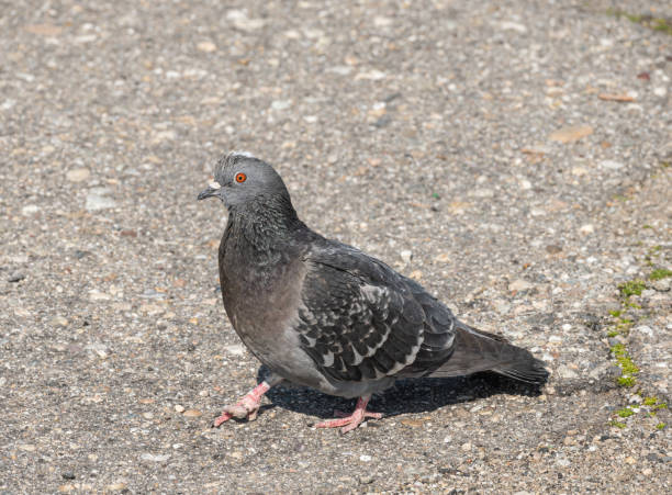 istock Pigeon injured in one leg. 1386938138