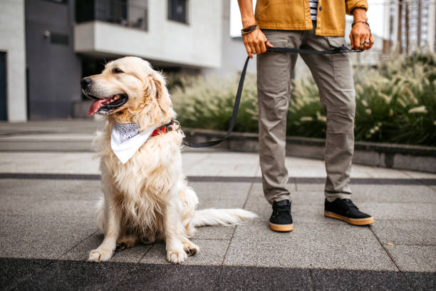 young man walking his dog with a leash. - dog walking retriever golden retriever imagens e fotografias de stock