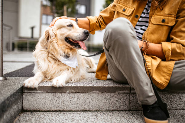istock Young man stroking his cute golden retriever dog 1386938310