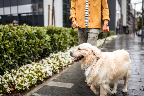 istock Man walking with dog on a rainy day 1386938317