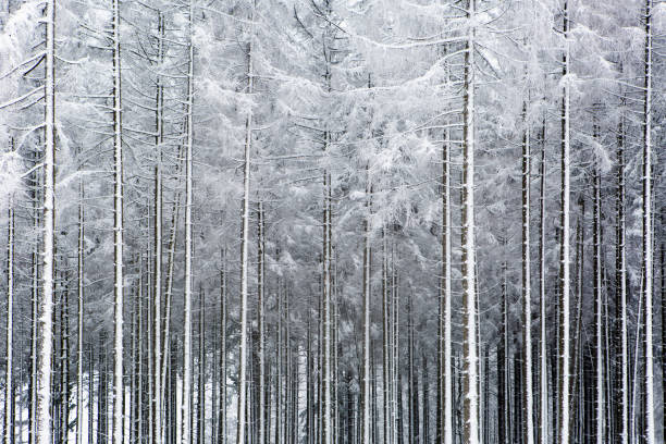 Photo of Snow-covered trees - monoculture