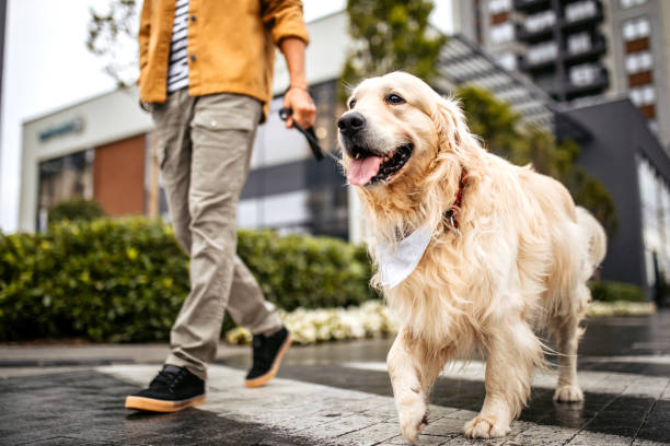 Young handsome dog owner in a city walk with his golden retriever dog. Young man walking his dog with a leash, crossing the street on a zebra crosswalk.