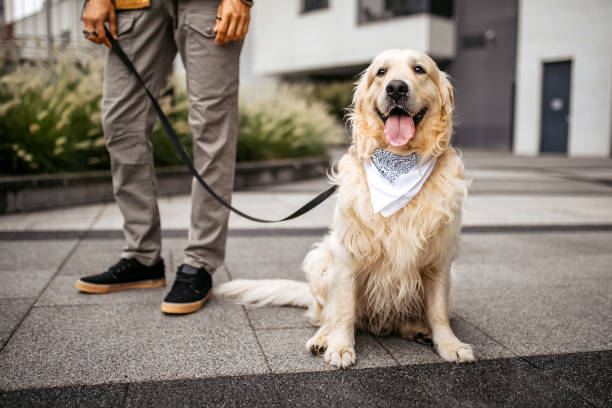 istock Young man walking his dog with a leash. 1386938929