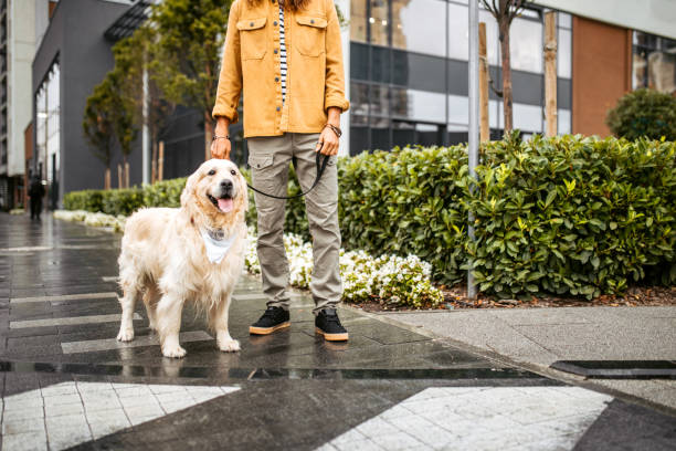 istock Man walking with dog on a rainy day 1386938978