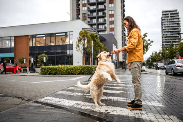 istock Dog jumping for a food 1386938993
