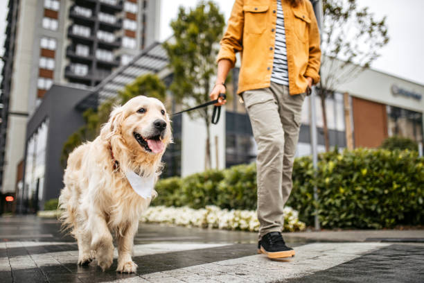 Young man and his dog walking on a rainy day Young handsome dog owner in a city walk with his golden retriever dog. Young man walking his dog with a leash, crossing the street on a zebra crosswalk. dog walking stock pictures, royalty-free photos & images