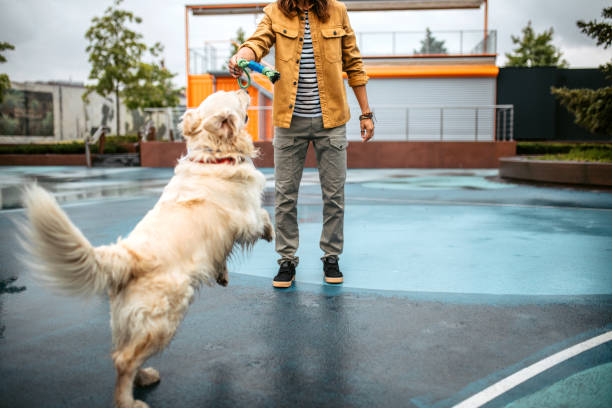 istock Young man and his dog playing using chew rope. 1386939037