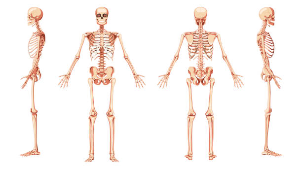 ilustrações de stock, clip art, desenhos animados e ícones de skeleton human front back two sides view with arms open pose ventral, lateral, and dorsal views. set of realistic flat natural color concept vector illustration of anatomy isolated on white background - human bone the human body healthcare and medicine human skeleton