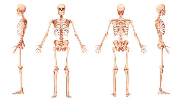 Vector illustration of Skeleton Human front back two sides view with arms open pose ventral, lateral, and dorsal views. Set of realistic flat natural color concept Vector illustration of anatomy isolated on white background