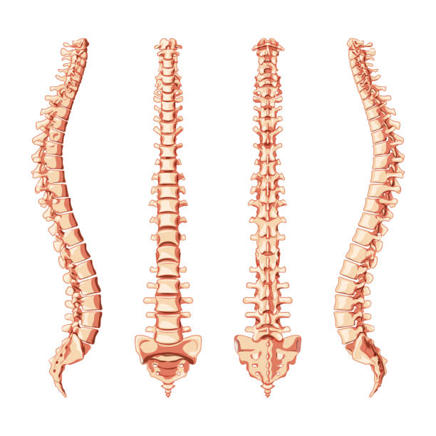 앞, 뒤, 측면에 있는 인간의 척추 기둥. 벡터 플랫 사실척추 그룹 자궁 경부, 흉부, 요추, 사황 및 미골 개념 일러스트는 자연 색상, 흰색에 고립 된 척추 - human spine chiropractor three dimensional shape healthcare and medicine stock illustrations