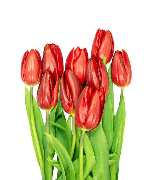 istock Bouquet of red tulips isolated on white background. 1386940954