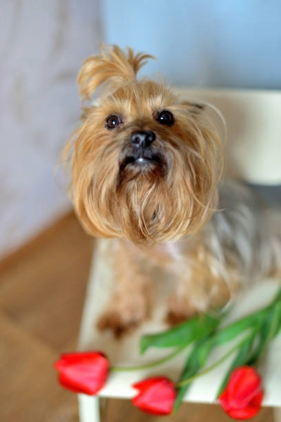 istock Yorkshire terrier portrait with tulips on the blur background 1386942242
