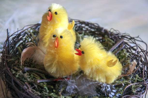 Easter bird's nest with yellow little chickens