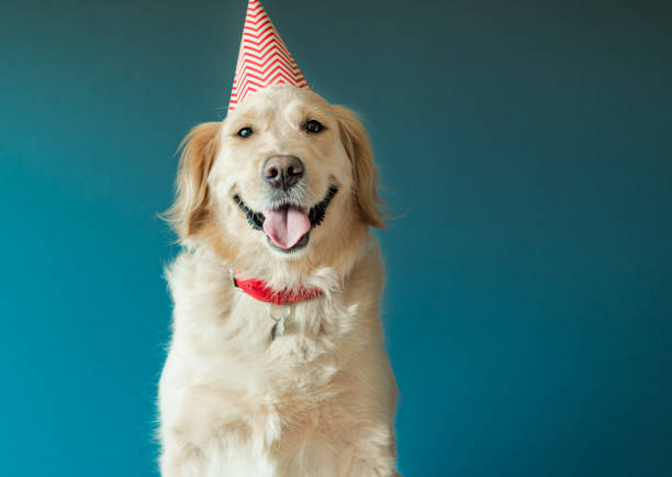 cane golden retriever in berretto di compleanno festeggiare il compleanno in studio - balloon isolated celebration large foto e immagini stock