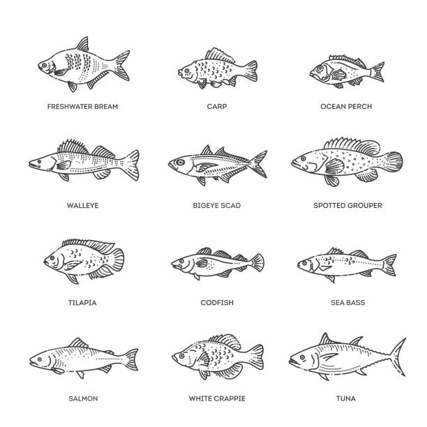 Vector set of fish. Types marine, ocean fish and Freshwater fish Vector illustration of different types of fish. Fish sketch collection crappie stock illustrations