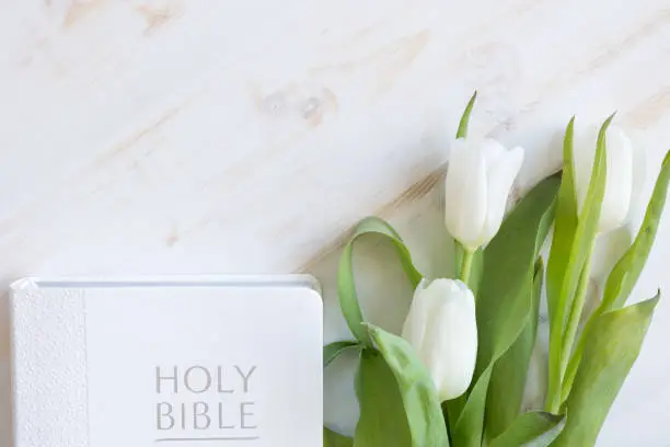 A white holy bible and fresh white tulips laying on a white wood table shot from above with copy space