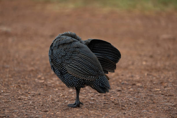 Wild spotted Guinea fowl cleaning its self spreading wing to get to the small crevices with a blue head