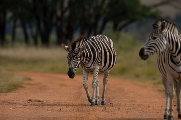 apprivoiser le zèbre rayé dans la nature en marchant et en secouant la tête pour repousser les mouches - zebra africa wildlife nature photos et images de collection