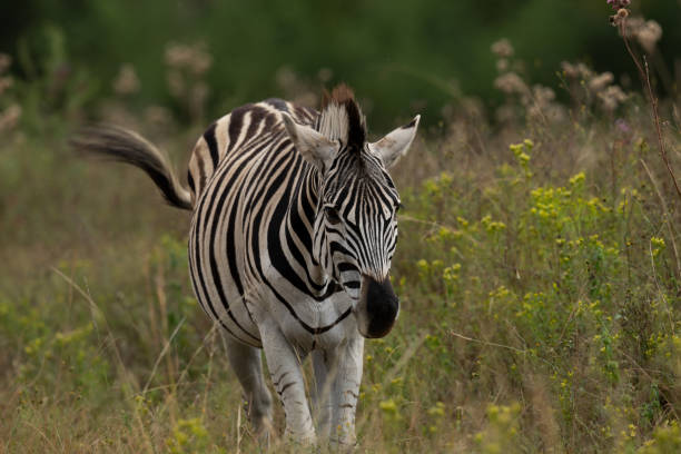 apprivoiser le zèbre rayé dans la nature en marchant et en secouant la tête pour repousser les mouches - zebra africa wildlife nature photos et images de collection