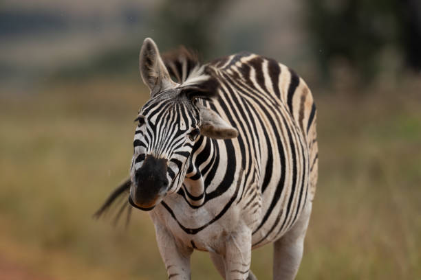 apprivoiser le zèbre rayé dans la nature en marchant et en secouant la tête pour repousser les mouches - zebra africa wildlife nature photos et images de collection