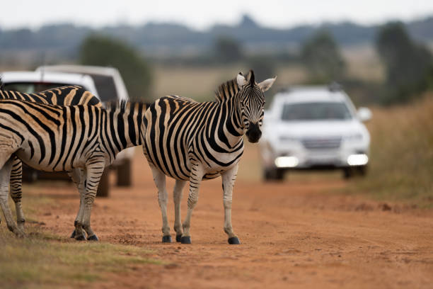 istock Zebra standing around as people are doing a game drive 1386947937